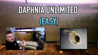 How I Raise Daphnia Water Fleas And You Can Too [upl. by Atterehs]