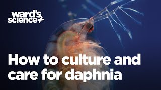 Caring and Culturing for Daphnia [upl. by Gotthard]