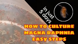 How to Culture Magna Daphnia Easily [upl. by Iret]