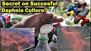 How to Culture Daphnia Successfully [upl. by Ploch31]