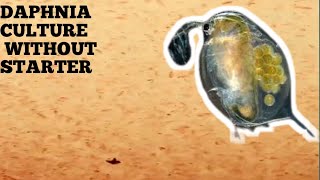 HOW TO CULTURE DAPHNIA NATURALLY WITHOUT A STARTER [upl. by Stauder]