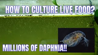 How to Culture Daphnia Secret Method to Breed MILLIONS  Simply Aquatic [upl. by Hnilym]