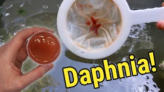 How I Culture Daphnia In Outdoor Tubs [upl. by Ettigirb]