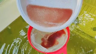 How to culture daphnia  Daphnia culture  How to grow daphnia outdoor [upl. by Ettinger198]