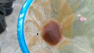 How to culture daphnia moina in a small container Part 1 English Subtitle [upl. by Karisa]