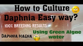 Daphnia MagnaHow to Culture Daphnia Easy wayCulturing Daphnia using Green water Daphnia [upl. by Andrus129]