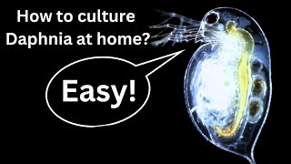 BEST Live Fish Food Beginner guide How to Culture Daphnia at home [upl. by Ennayoj]