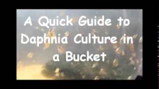 How to culture daphnia outside [upl. by Ericksen]