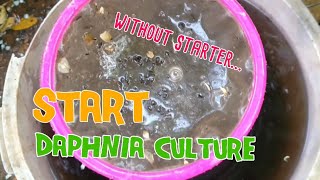 How to culture daphnia moina the easy way 1  Starting the Daphnia culture [upl. by Ailekahs]