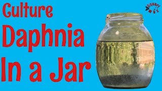 How to Culture Daphnia in a Jar [upl. by Oilime]