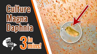 How to culture DAPHNIA MAGNA  The easy way [upl. by Nauqed]