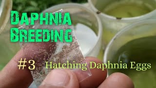 Daphnia Culture made simple and easy 3  Hatching Daphnia eggs [upl. by Esimaj793]