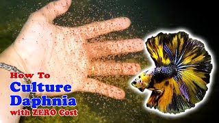 How to Culture Daphnia with ZERO Cost  Unlimited Live Food For Our Fish [upl. by Oinegue]