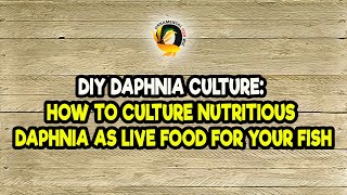 DIY Daphnia Culture How to Culture Nutritious Daphnia as Live Food for Your Fish [upl. by Berardo]