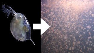 How I Culture Daphnia [upl. by Remsen]