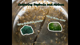 How To Culture Daphnia and Moinas using Green Water Spirulina powder [upl. by Haldas937]