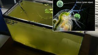 Raising Daphnia for the Freshwater Aquarium [upl. by Ilagam]