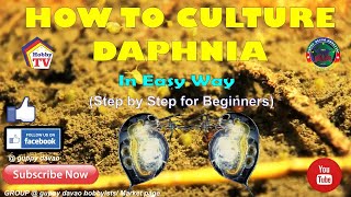 HOW TO CULTURE DAPHNIA In Easy Way [upl. by Anderea]